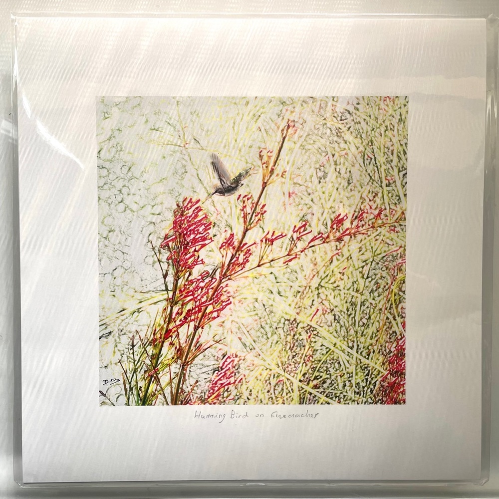 Limited Photo Print, “Humming Bird on Firecracker” by Delphine B.